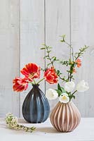 White and red tulips - single and parrot, with Chaenomeles - Japanese quince arranged in vases against wooden wall