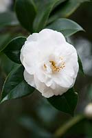 Camellia japonica 'Hakurakuten', AGM. Syn, 'Wisley White'