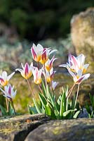 Tulipa kaufmanniana - Early flowering tulips