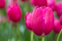 Tulipa 'Burgundy Lace'