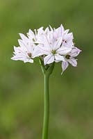 Allium 'Cameleon'