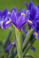 Iris 'Blue Magic'