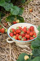 Strawberry 'Buddy' harvested in enamel colander