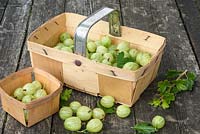 Gooseberries in punnets and loose - Ribes uva-crispa