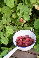 Freshly picked loganberries in enamel colander - Rubus loganobaccus