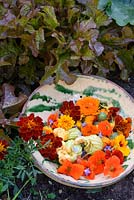 Freshly picked edible flowers in pottery colander inc tagetes, nasturiums, marigolds and courgette flowers