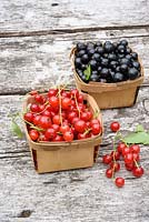 Red and blackcurrants in punnets