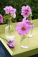 Cosmos bipinnatus 'Double Click' and lathyrus odorata displayed in glass bottles