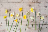 From left to right - Narcissus 'Rip Van Winkle', 'Juanita', 'Fragrant Breeze', 'Jet Fire', 'Finland', 'Brabazon', 'Red Devon', 'Cragford', 'Thalia', 'Obdam', 'Geranium' and 'Mount Hood'