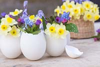 White duck egg shells planted with Narcissus 'Minnow', Muscari, Pulmonaria and Bluebell