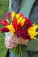 Woman holding bouquet of Tulipa 'Lasting Love', 'Seattle' and 'Aladdin'