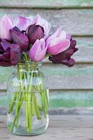 Bouquet of Tulipa 'Ronaldo', 'Black Hero' and 'Violet Beauty' in a glass jar
