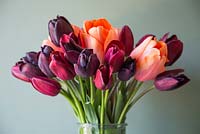 Tulipa 'Jan Reus', Tulip 'Apricot Impression', Tulip 'Havran', Tulip 'National Velvet' and Tulipa 'Cafe Noir' in glass vase