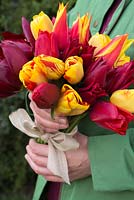 Woman holding bouquet of Tulipa 'National Velvet, 'Synaeda King', 'Olympic Flame' and 'Lasting Love'