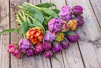 Tulipa 'Chato', 'Purple Peony', 'Double Price' and 'William of Orange' on a table