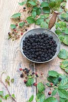 Rubus fruticosus - Foraged blackberries in a metal pan 