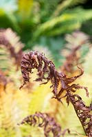 Matteuccia Struthiopteris - Shuttlecock fern decaying in autumn - September