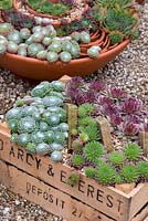 Sempervivum - Houseleek plants in a wooden crate and pots - September