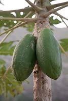 Carica papaya growing on tree