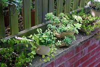 Hedera helix 'Jake' ivy and succulents in vintage enamel containers