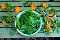 Picked chard in enamel bowl with marigolds