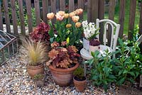 Pots with heucheras, grasses and tulips on shingled patio