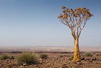 Aloe dichotoma in natural setting - Quiver tree

