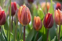 Tulipa 'Princes Irene' and 'Couleur Cardinal' - April