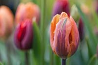 Tulipa 'Princes Irene' and 'Couleur Cardinal' - April

