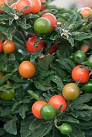 Solanum capsicastrum 'Thurino' - little apple of love