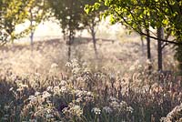 Sun filters through the Wild garden filled with Cow parsley - Anthriscus Sylvestris and Pyrus Chanticlear