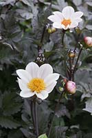 Dahlia 'Twinings After Eight'

