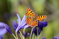 Polygonia c-album - comma butterfly on Agapanthus 'Northern Star' - african lily

