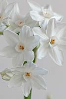 Narcissus papyraceus 'Paperwhite'  