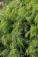 Acacia cognata 'Bower Beauty', small shrub with soft lime green weeping foliage.