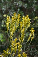 Anigozantho 'Bush Bonanza', Kangaroo Paw, tall golden yellow velvety flowers on long stems.