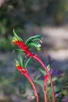 Anigozanthos manglesii, red and green kangaroo paw, flowers red, green and yellow, held on red furry stems.
