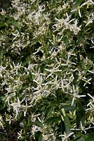 Clematis aristata, Australian clematis, vine growing on a Grevillea covered in simple white star shaped flowers.