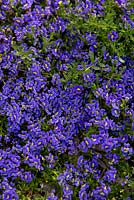 Dampiera diversifolia, Kangaroo Lobelia, covered in indigo blue flowers with white and green centres.