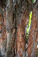 Melaleuca quinquenervia, Broad leaved paperbark, detail of the multicoloured bark.