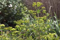 Euphorbia cornigera - milkweeds 