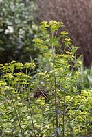 Euphorbia cornigera - milkweeds