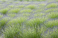 Lavandula x intermedia 'Grosso' - lavender