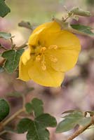 Fremontodendron 'California Glory' - flannel bush 