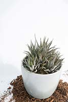 Haworthia fasciata - Separate plantlets and pot on in individual pots