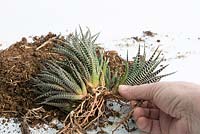 Separate plantlets of haworthia fasciata and pot on in individual pots