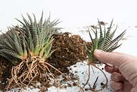 Separate plantlets of Haworthia fasciata and pot on in individual pots