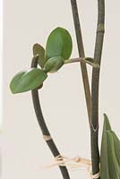 Orchid propagation - new plant develops from flowering stem. Keiki