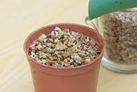 Propagation of Lilium bulblets. Daughter bulblets formed on underground stems - Separate and pot up in small pot. Cover with vermiculite, water and label.