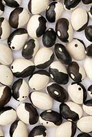 Phaseolus vulgaris 'Yin Yang' beans on white background